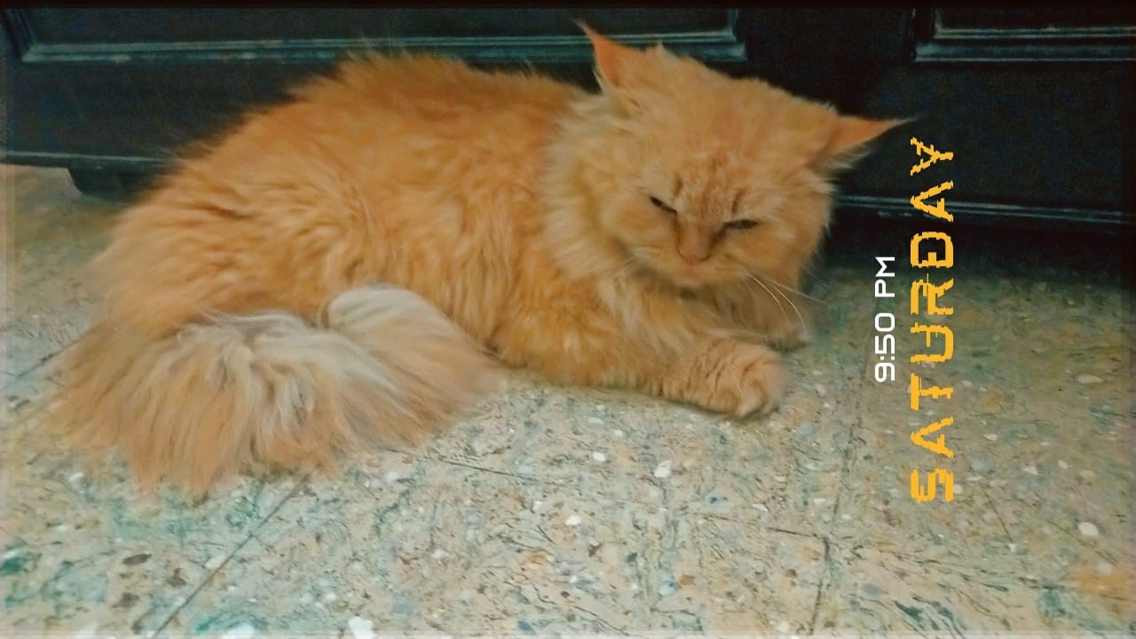 Kitty.fa